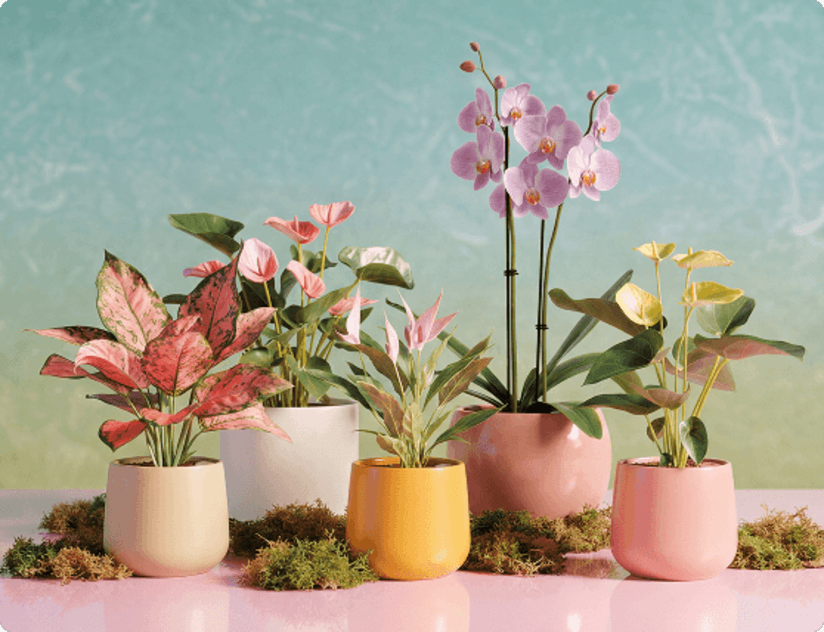 Forget Flowers - Give a Gift That Grows